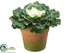 Silk Plants Direct Cabbage - Green White - Pack of 12