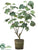 Silk Plants Direct Fig Plant - Green - Pack of 1