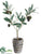 Olive Topiary - Green Burgundy - Pack of 12