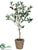 Olive Topiary - Green Burgundy - Pack of 2