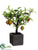 Pomegranate Tree - Red Green - Pack of 2