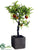 Pomegranate Tree - Red Green - Pack of 1