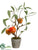 Pomegranate Tree - Red - Pack of 6