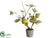 Pear Tree - Green - Pack of 6