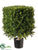 Square Boxwood Topiary - Green Two Tone - Pack of 1