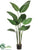 Bird of Paradise Plant - Green - Pack of 1