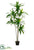 Exotic Dracaena Tree Trunks - Green - Pack of 1