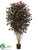 Ficus Retusa Full Tree - Green Red - Pack of 1