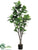 Fiddle Leaf Fig Tree - Green - Pack of 1
