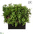 UV Protected Ming Juniper, Twig Hedge - Green - Pack of 1