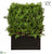 UV Protected Ming Juniper, Twig Hedge - Green - Pack of 1