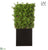 UV Protected Ming Hedge - Green - Pack of 1