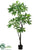 Pachira Aquatica Tree - Green - Pack of 1