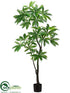 Silk Plants Direct Pachira Aquatica Tree - Green - Pack of 1