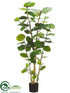 Silk Plants Direct Sea Grape Plant - Green - Pack of 1