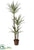 Yucca Tree - Green - Pack of 1