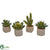 Silk Plants Direct Mixed Succulent Artificial Plant - Pack of 1