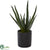 Silk Plants Direct Aloe Artificial Plant - Pack of 1