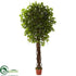 Silk Plants Direct Ficus - Pack of 1
