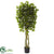 Silk Plants Direct Ficus - Pack of 1