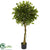 Silk Plants Direct Ficus Artificial Topiary - Pack of 1