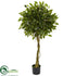 Silk Plants Direct Ficus Artificial Topiary - Pack of 1