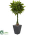 Silk Plants Direct Money Artificial Tree - Pack of 1