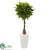 Silk Plants Direct Money Artificial Tree - Pack of 1