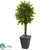 Silk Plants Direct Braided Ficus Artificial Tree - Pack of 1
