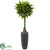 Silk Plants Direct Money Artificial Tree - Pack of 1