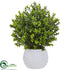 Silk Plants Direct Boxwood - Pack of 1