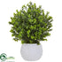 Silk Plants Direct Boxwood - Pack of 1