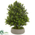 Silk Plants Direct Boxwood Plant - Pack of 1