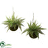 Silk Plants Direct Leather Fern - Pack of 1