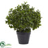 Silk Plants Direct Peperomia Plant - Pack of 1