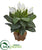 Silk Plants Direct Spathifyllum Artificial Plant - Pack of 1