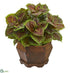 Silk Plants Direct Coleus Artificial Plant in Decorative Planter - Pack of 1
