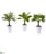 Silk Plants Direct Assorted Mini Palm and Banana Artificial Plant in White Planter - Pack of 3