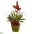 Silk Plants Direct Succulent and Bromeliad Artificial Plant - Pack of 1