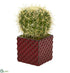 Silk Plants Direct Cactus Succulent Artificial Plant - Pack of 1