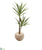 Silk Plants Direct Double Yucca Artificial Plant - Pack of 1