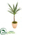 Silk Plants Direct Yucca Artificial Plant - Pack of 1