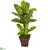 Silk Plants Direct Dieffenbachia Artificial Plant in Brandy Planter - Pack of 1