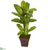 Silk Plants Direct Dieffenbachia Artificial Plant in Brandy Planter - Pack of 1