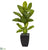 Silk Plants Direct Dieffenbachia Artificial Plant in Black Planter - Pack of 1