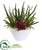 Silk Plants Direct Mixed Succulent Artificial Plant - Pack of 1