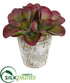 Silk Plants Direct Succulent Artificial Plant - Pack of 1