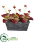 Silk Plants Direct Succulent Artificial Plant - Pack of 1