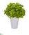 Silk Plants Direct Basil Artificial Plant - Green - Pack of 1