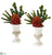 Silk Plants Direct Mixed Succulent Artificial Plant in White Urn - Pack of 2